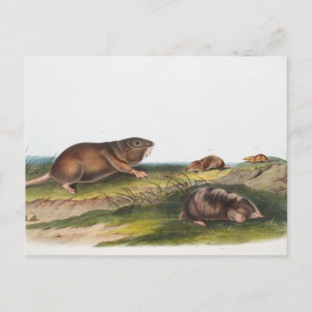 Södra Pouched Råtta, Shrew Mole Illustration Vykort (Framsida)