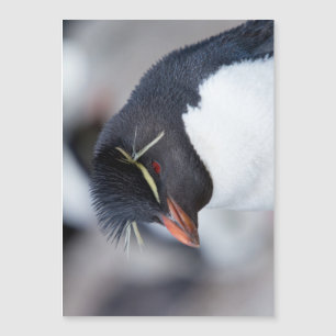 Södra Rockhopper Penguin