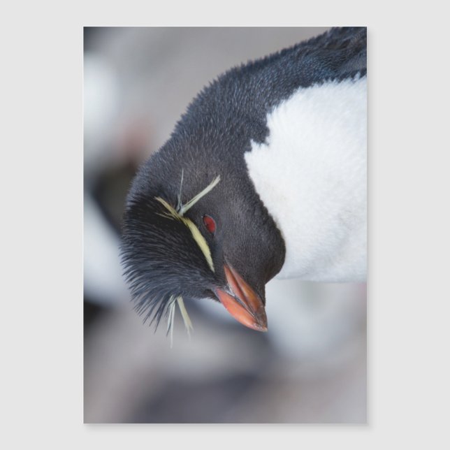 Södra Rockhopper Penguin (Framsida)