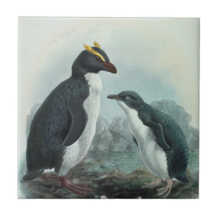 Södra Rockhopper Penguin Kakelplatta
