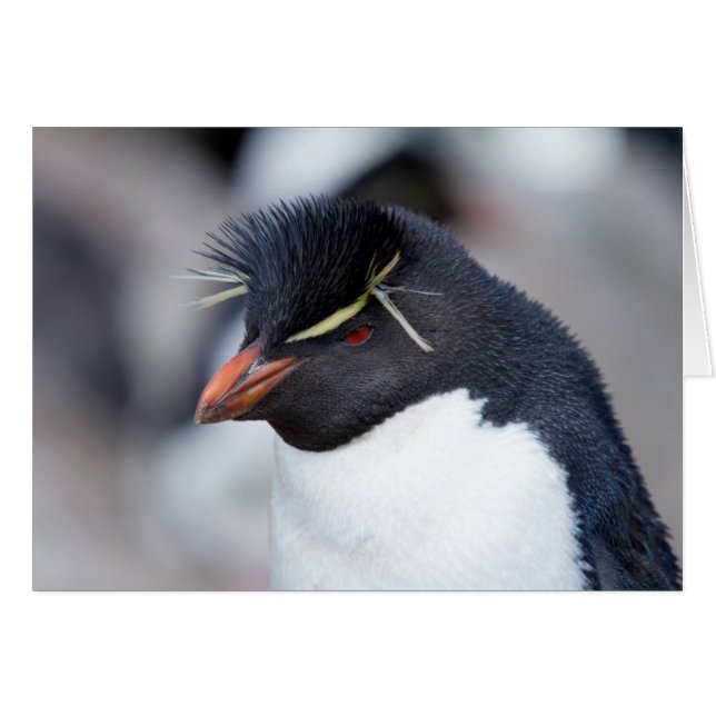 Södra Rockhopper Penguin OBS Kort (Framsidan Horizontal)