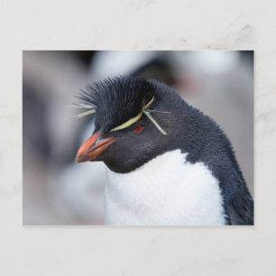 Södra Rockhopper Penguin Vykort