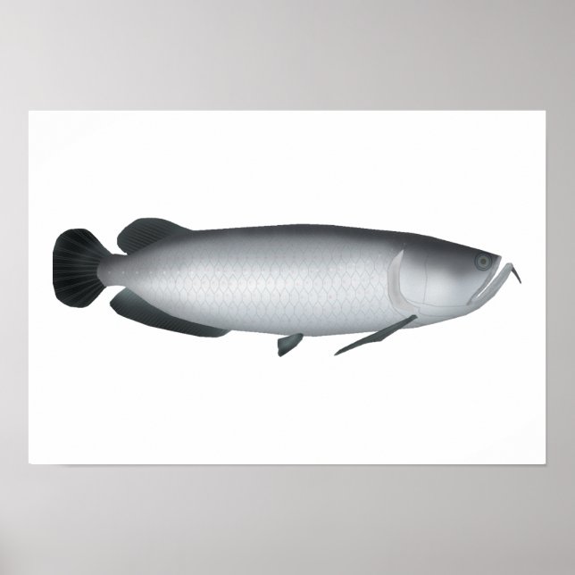 Södra Saratoga Poster (Framsidan)