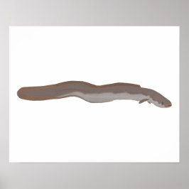 Södra Shortfin Eel Poster