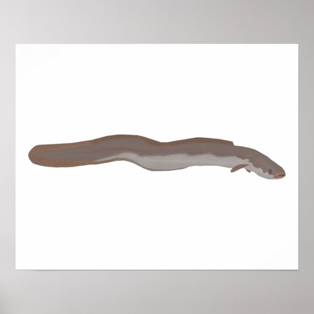 Södra Shortfin Eel Poster (Framsidan)