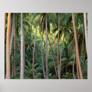 Södra Stilla havet, Fransk Polynesien, Bora Bora. Poster