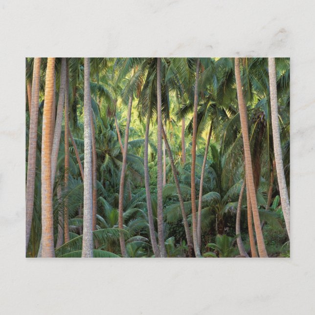 Södra Stilla havet, Fransk Polynesien, Bora Bora. Vykort (Framsida)