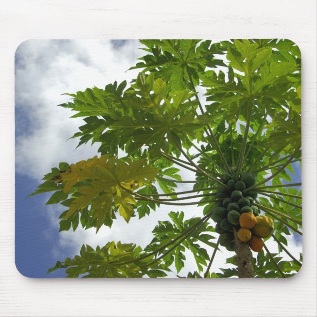 Södra Stilla havet, Fransk Polynesien, Moorea.2 Musmatta (Framsidan)