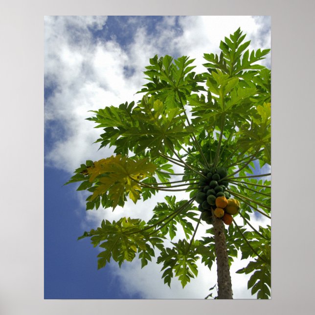 Södra Stilla havet, Fransk Polynesien, Moorea. 2 Poster (Framsidan)