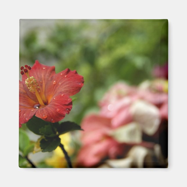 Södra Stilla havet, Fransk Polynesien, Society 2 Magnet (Framsidan)