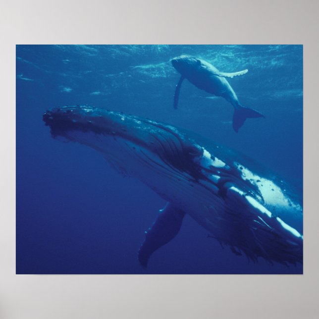 Södra Stilla havet, Tonga. puckelval och kalv Poster (Framsidan)
