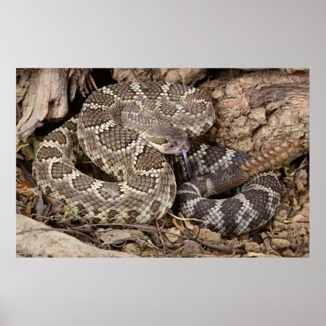Södra Stillahavsområdet Rattlesnake. Poster (Framsidan)