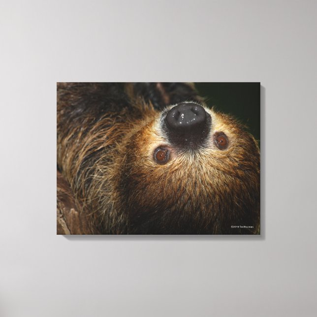 Södra tvåtoade Sloth Canvastryck (Framsida)