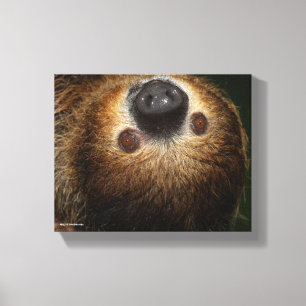 Södra tvåtoade Sloth Canvastryck