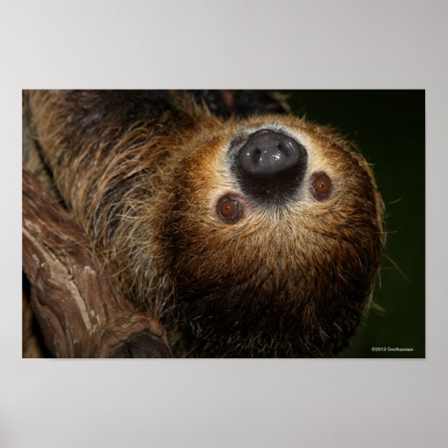 Södra tvåtoade Sloth Poster (Framsidan)