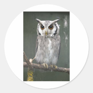 Södra Vita ansiktet Uggla Runt Klistermärke