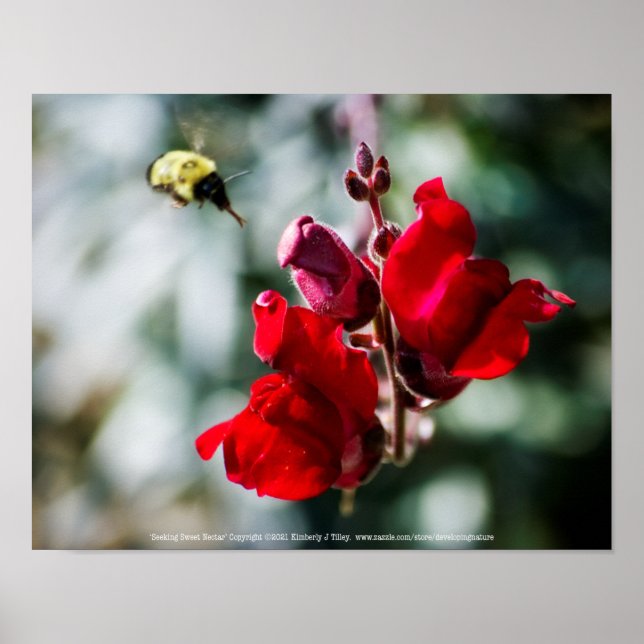 Söeking Sweet Nectar Poster (Framsidan)