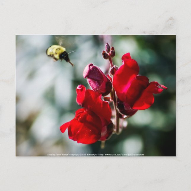 Söeking Sweet Nectar Vykort (Framsida)