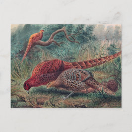 Soemmerringfasan av Joseph Wolf Vykort