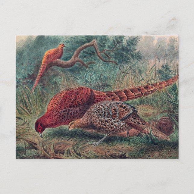 Soemmerringfasan av Joseph Wolf Vykort (Framsida)