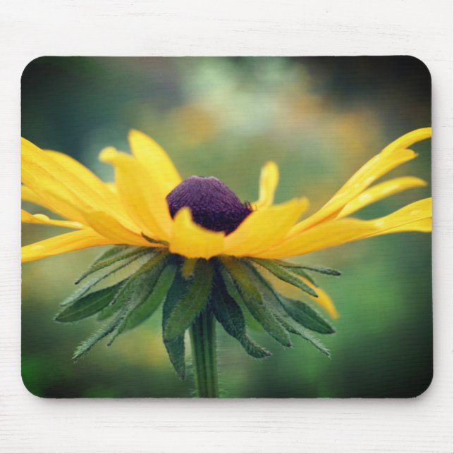 Soft Black Eyed Susan Flower Musmatta (Framsidan)