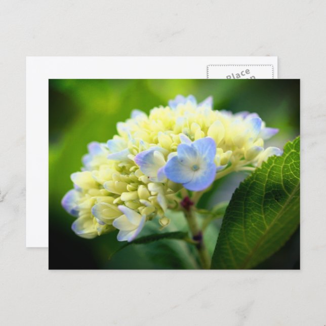 Soft Blue Hydrangea Flower Photography  Vykort (Fram/baksida)