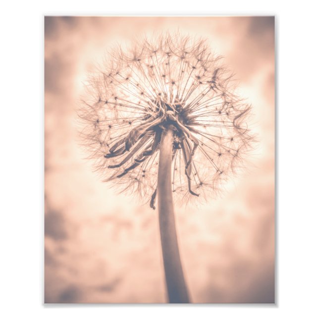 Soft Fairytale Rosa Dandelion Blowball 1 Fototryck (Framsidan)