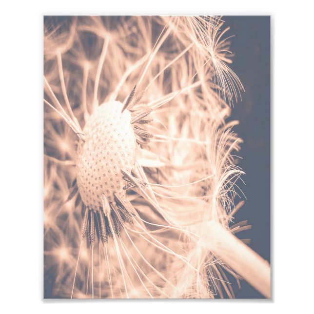 Soft Fairytale Rosa Dandelion Blowball 2 Fototryck (Framsidan)