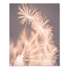 Soft Fairytale Rosa Dandelion Blowball 3 Fototryck
