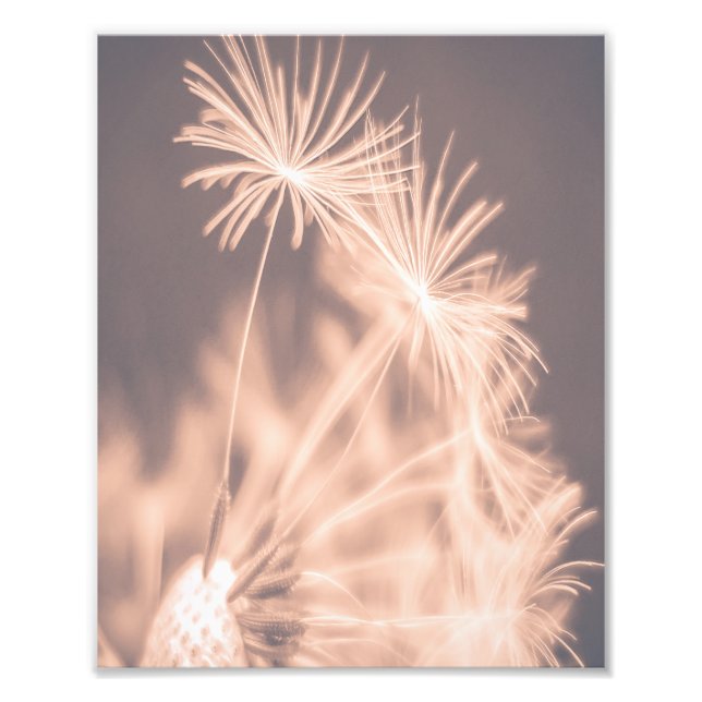 Soft Fairytale Rosa Dandelion Blowball 3 Fototryck (Framsidan)