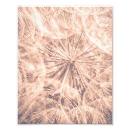 Soft Fairytale Rosa Dandelion Blowball 4 Fototryck