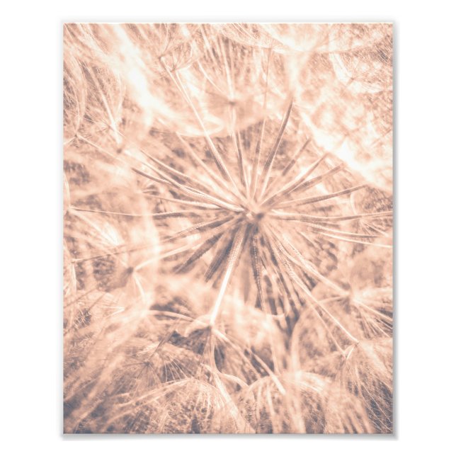 Soft Fairytale Rosa Dandelion Blowball 4 Fototryck (Framsidan)