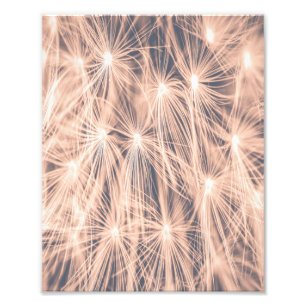 Soft Fairytale Rosa Dandelion Blowball 5 Fototryck