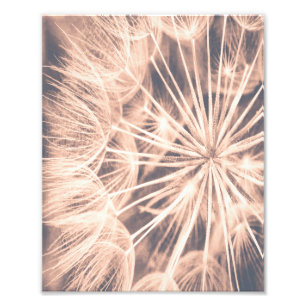 Soft Fairytale Rosa Dandelion Blowball 6 Fototryck