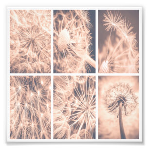 Soft Fairytale Rosa Dandelion Blowball Square Fototryck