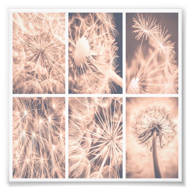Soft Fairytale Rosa Dandelion Blowball Square Fototryck (Framsidan)