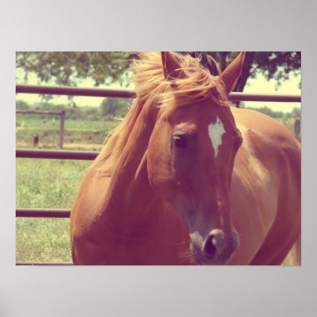 Soft Focus Scotch Poster (Framsidan)