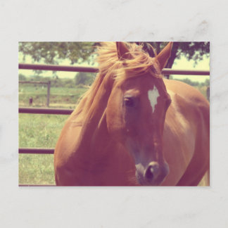 Soft Focus Scotch Vykort