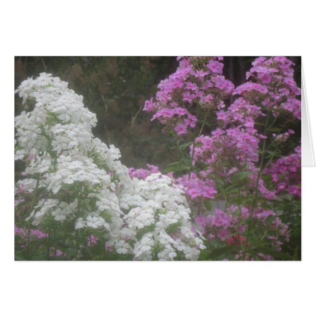Soft Glowing Phlox Flowers Hälsningskort (Framsidan Horizontal)