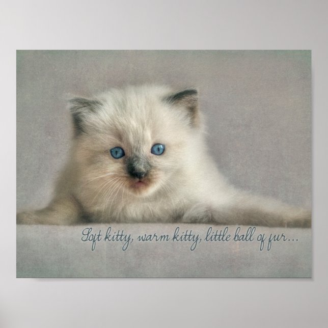 Soft kitty, Ragdoll kitten poster (Framsidan)