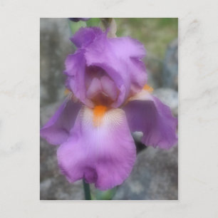Soft Lavender Bearded Iris Flower Vykort