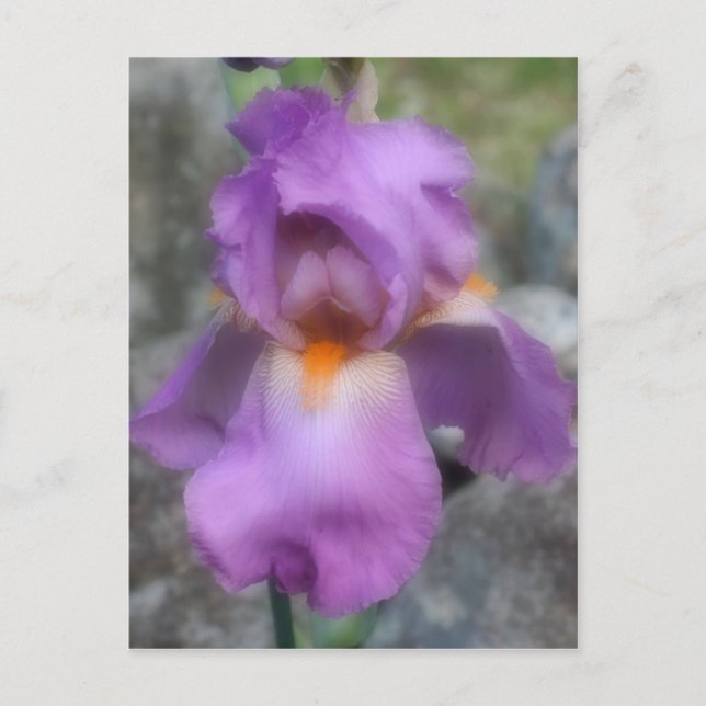Soft Lavender Bearded Iris Flower Vykort (Framsida)