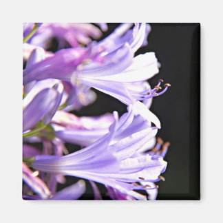 Soft Lila Agapanthus Flowers - Lily of the Nile Magnet