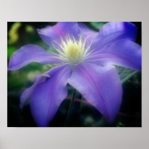 Soft Lila Clematis Flower Poster