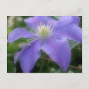 Soft Lila Clematis Flower Vykort