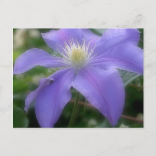 Soft Lila Clematis Flower Vykort (Framsida)