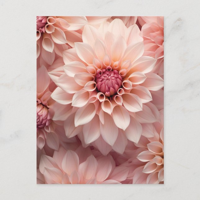 soft pastel colored dahlia flower  vykort (Framsida)