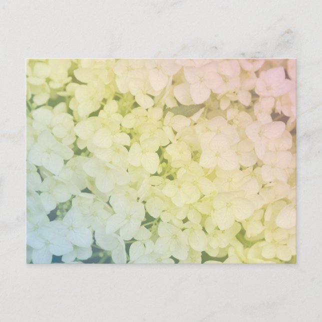  Soft Pastel Rainbow Hydrangea Vykort (Framsida)