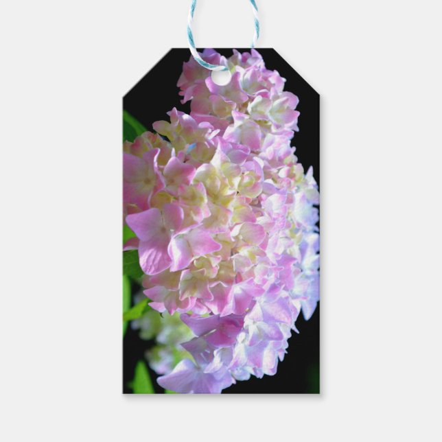 Soft pink yellow purple hydrangeas flowers presentetikett (Framsidan)