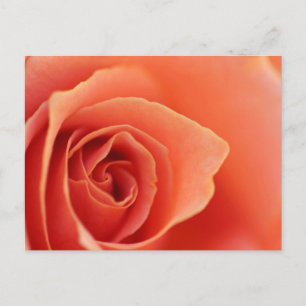 Soft Ro Petals Vykort